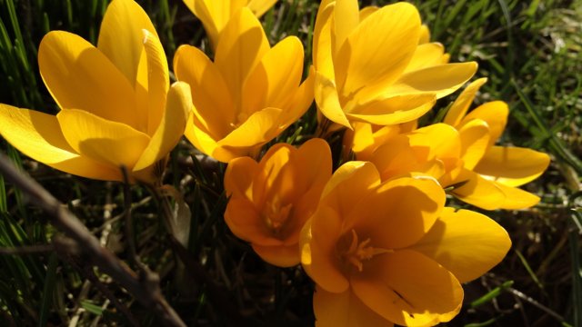 Gelbe Krokusse Gelbe Krokusse