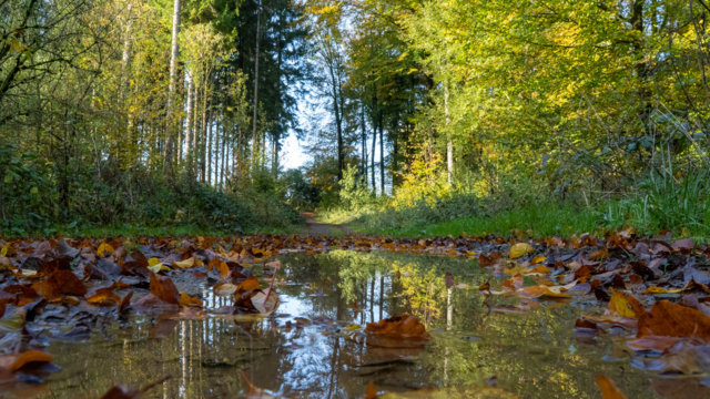 Regenlache auf Waldboden im Herbst Regenlache auf Waldboden im Herbst