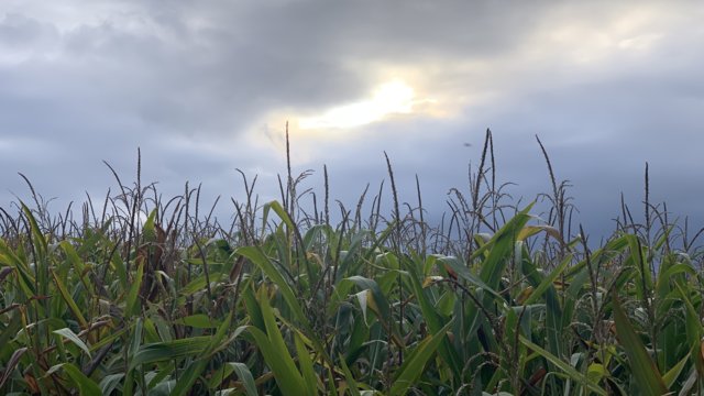 Sonne scheint durch Wolken über Maisfeld Sonne scheint durch Wolken über Maisfeld