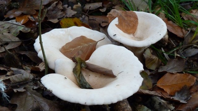 Herbstzeit ist Pilzezeit Herbstzeit ist Pilzezeit