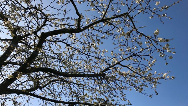 Baum mit Blüten im Frühling Baum mit Blüten im Frühling