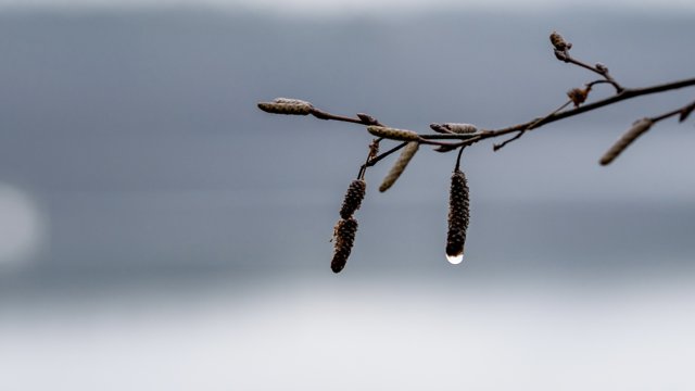 Zweig im Nebel an der Brucher-Talsperre