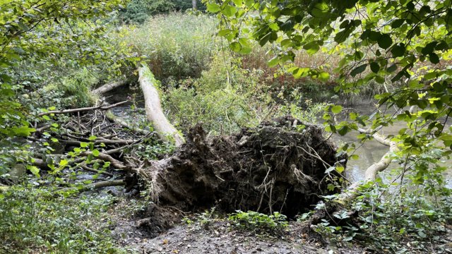 Umstürzende Bäume können Löcher ins Erdreich reißen