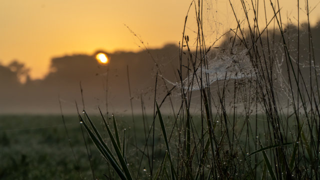 Regentropfen im Spinnennetz vor diesiger Sonne