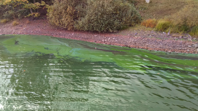 Blaualgen an der Brucher-Talsperre Blaualgen an der Brucher-Talsperre