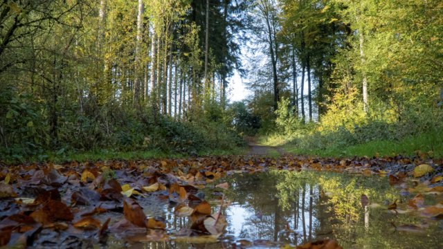 Herbstbäume mit Regenpfütze