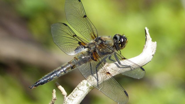 Libelle Libelle