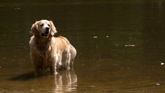 Hund im Wasser (Foto: Pixmac)
